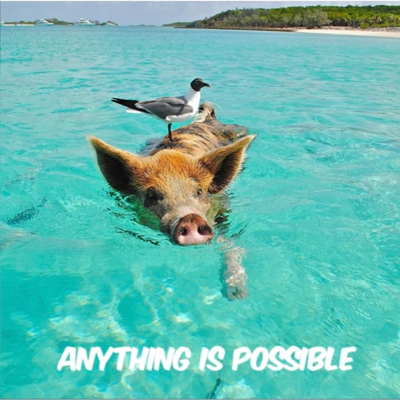 SPOTS OPEN JODI’S FLYING PIGS SHARE GROUP INFO PAGE - Picture 14 of 15